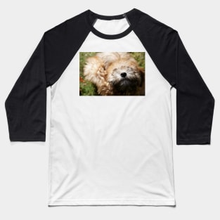 A pure bred Wheaten Terrier puppy dog in a playful mood. Baseball T-Shirt